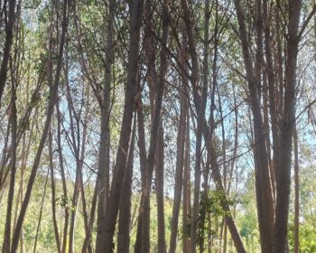 Finca arbolada con chopera