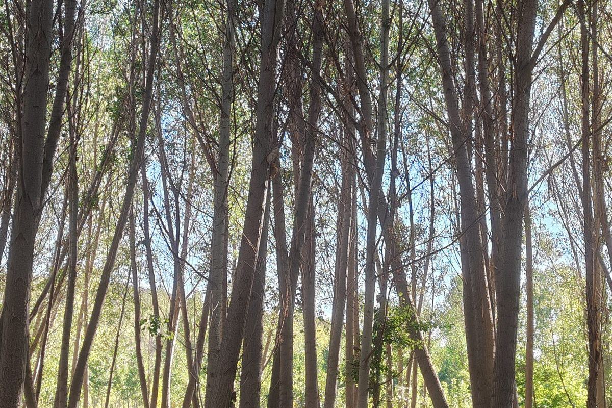 Finca arbolada con chopera
