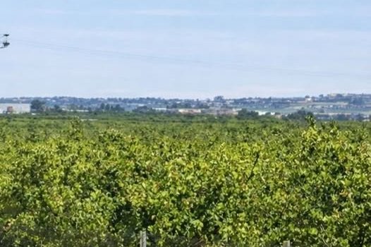 Finca de mandarinos de 11.000 m² en Cheste