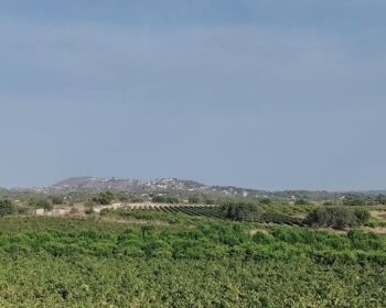 Viñedos y paisaje del interior valenciano