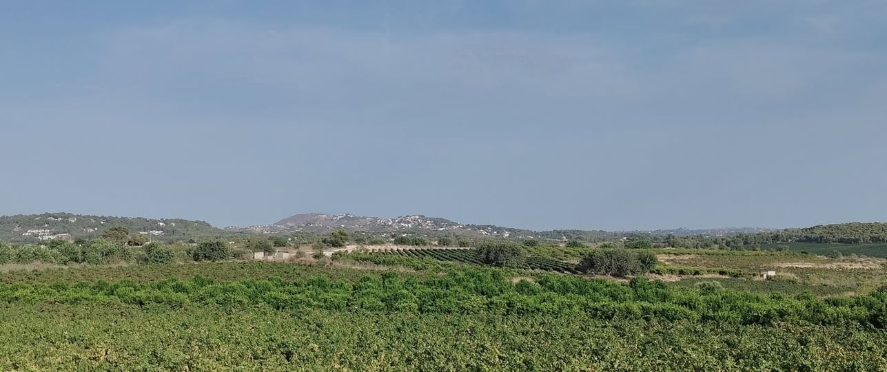 Viñedos y paisaje del interior valenciano