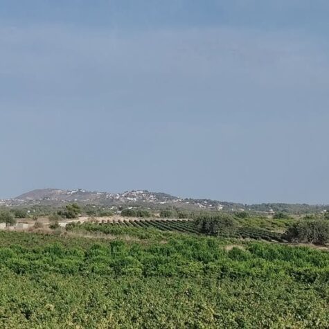 Viñedos y paisaje del interior valenciano