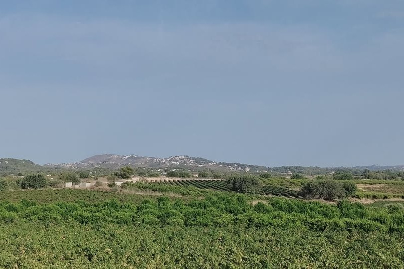 Viñedo de regadío de 13.000 m² en Chiva